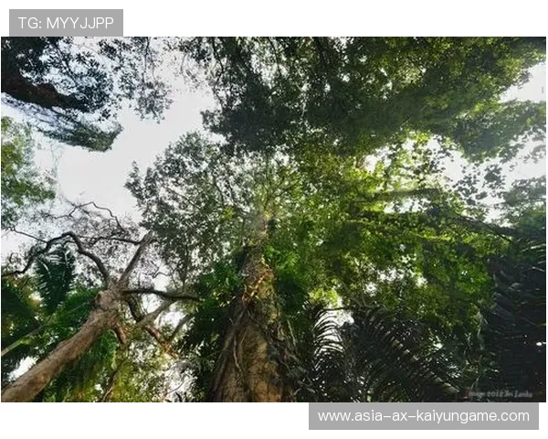 斯里兰卡投球手刷新纪录，全场焦点，斯里兰卡运动